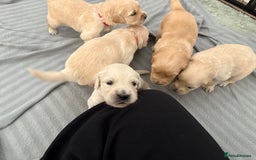 Golden Retriever dogs for sale: Outstanding, KC Champion Golden Retrievers 🐾🏆  in St. Neots - Image 32