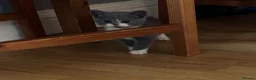 Mixed Breed cats for sale: 5 BEAUTIFUL KITTENS  in Derby - Advert 16