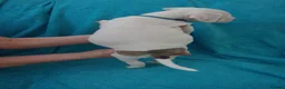 American Bulldog dogs for sale: Outstanding Merle American Bulldogs - Advert 30
