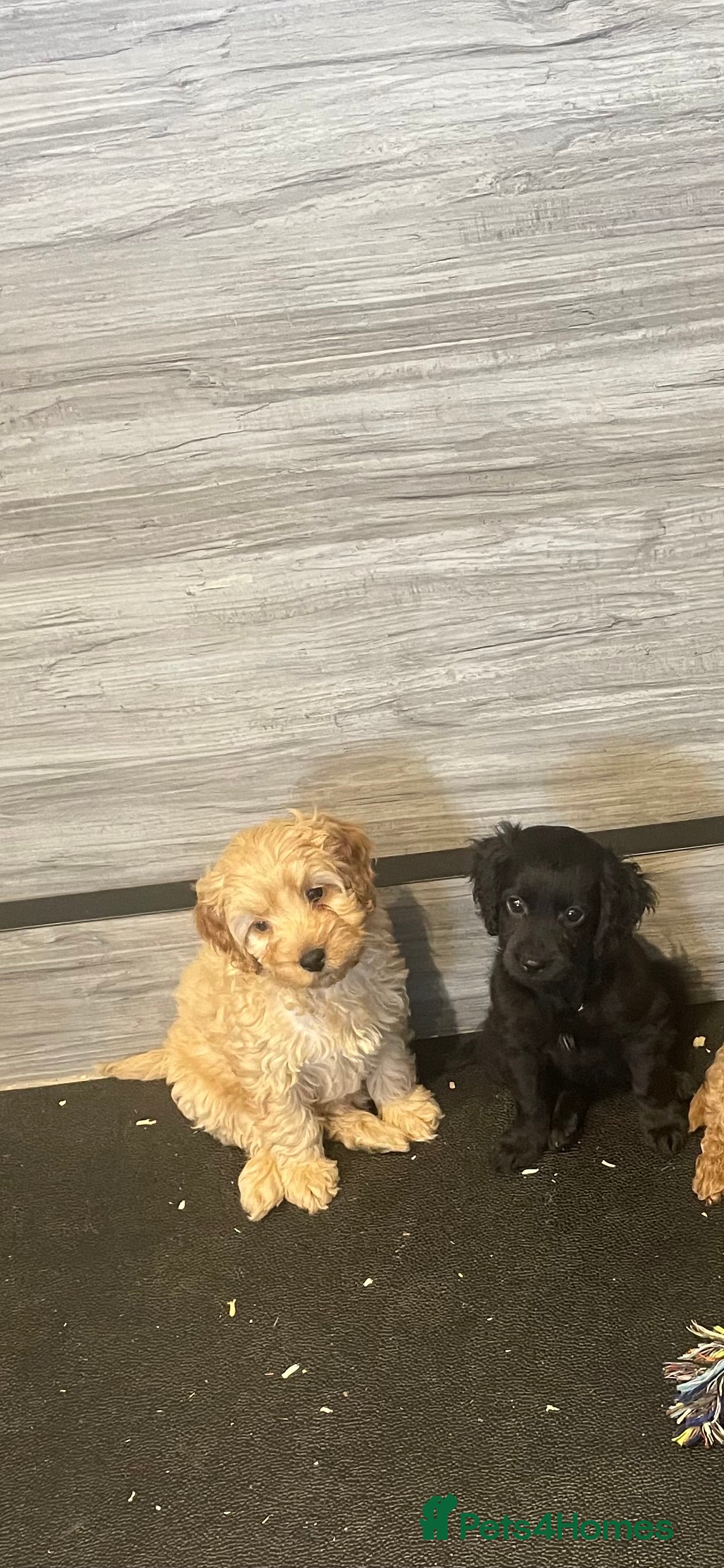 Cockapoo dogs COCKAPOO PUPS  - Advert 6