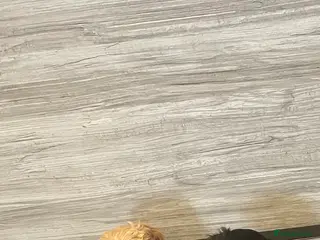 Cockapoo dogs COCKAPOO PUPS - Advert 6