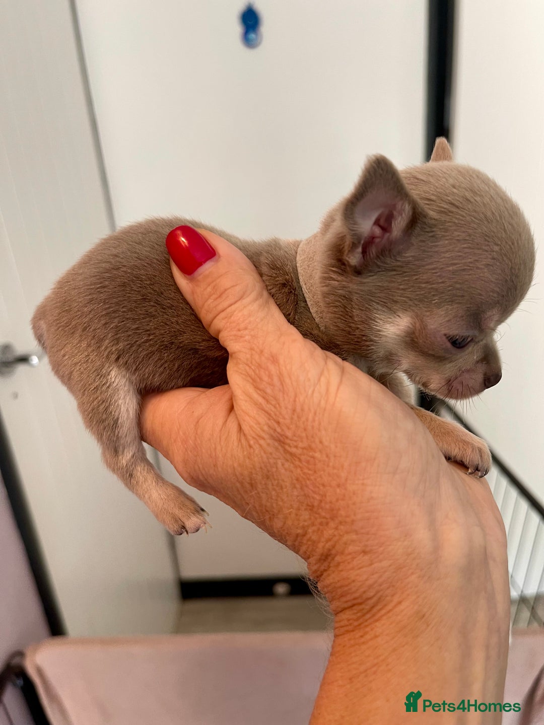 Chihuahua dogs for sale: Stunning KC Chihuahua puppies 🇬🇧 bloodlines - Image 12