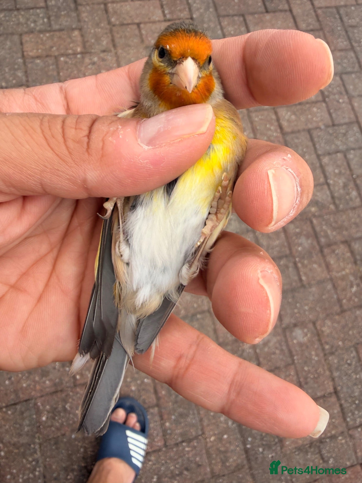 Canaries birds 2025 goldfinch mules available all singing  - Advert 13