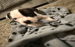 Staffordshire Bull Terrier dogs for sale: Beautiful Staffordshire bull terrier puppies  - Image 13