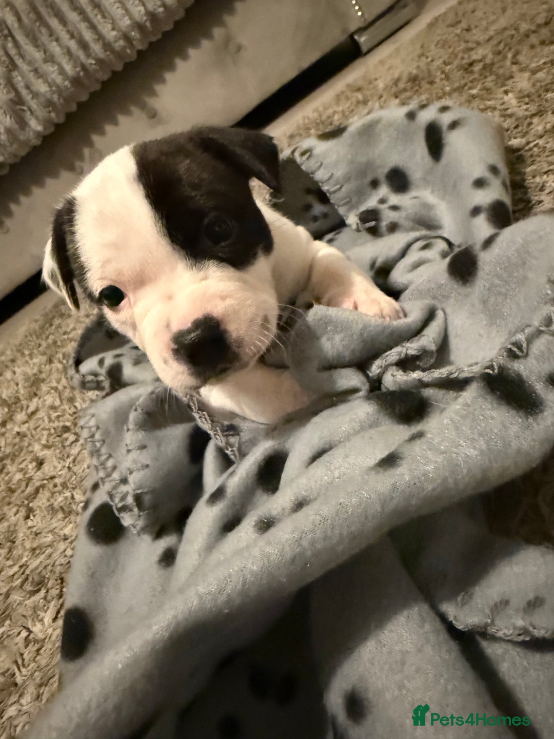 Staffordshire Bull Terrier dogs for sale: Beautiful Staffordshire bull terrier puppies  - Image 13