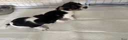 Jack Russell dogs for sale: 8 tradational Jack Russell puppys  - Advert 7