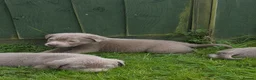 Labrador Retriever dogs for sale: 3 BOYS left Stunning Silver Labrador Pups  - Advert 10