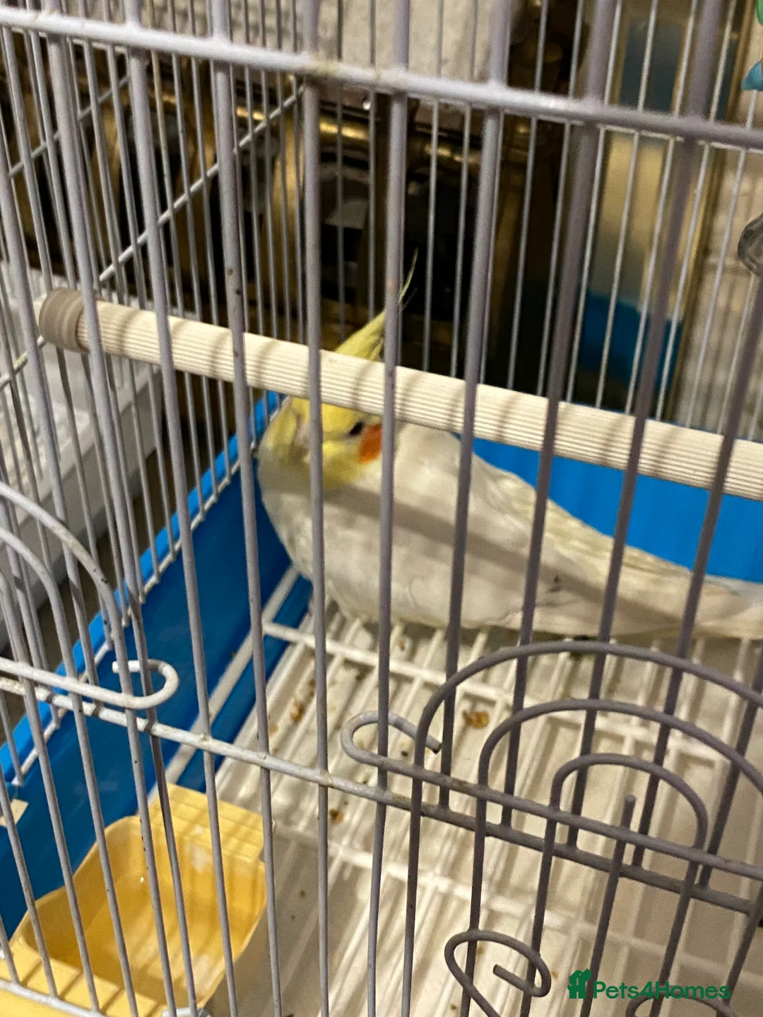 Cockatiels birds for sale: White Lutino cockatiel 17 weeks old in Derby - Advert 5
