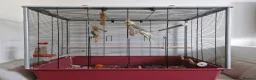 Cockatiels birds for sale: Cockatiel with Cage For Sale🦜✨️ - Advert 4