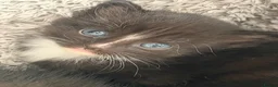 Mixed Breed cats for sale: 3 beautiful kittens for sale  - Advert 18