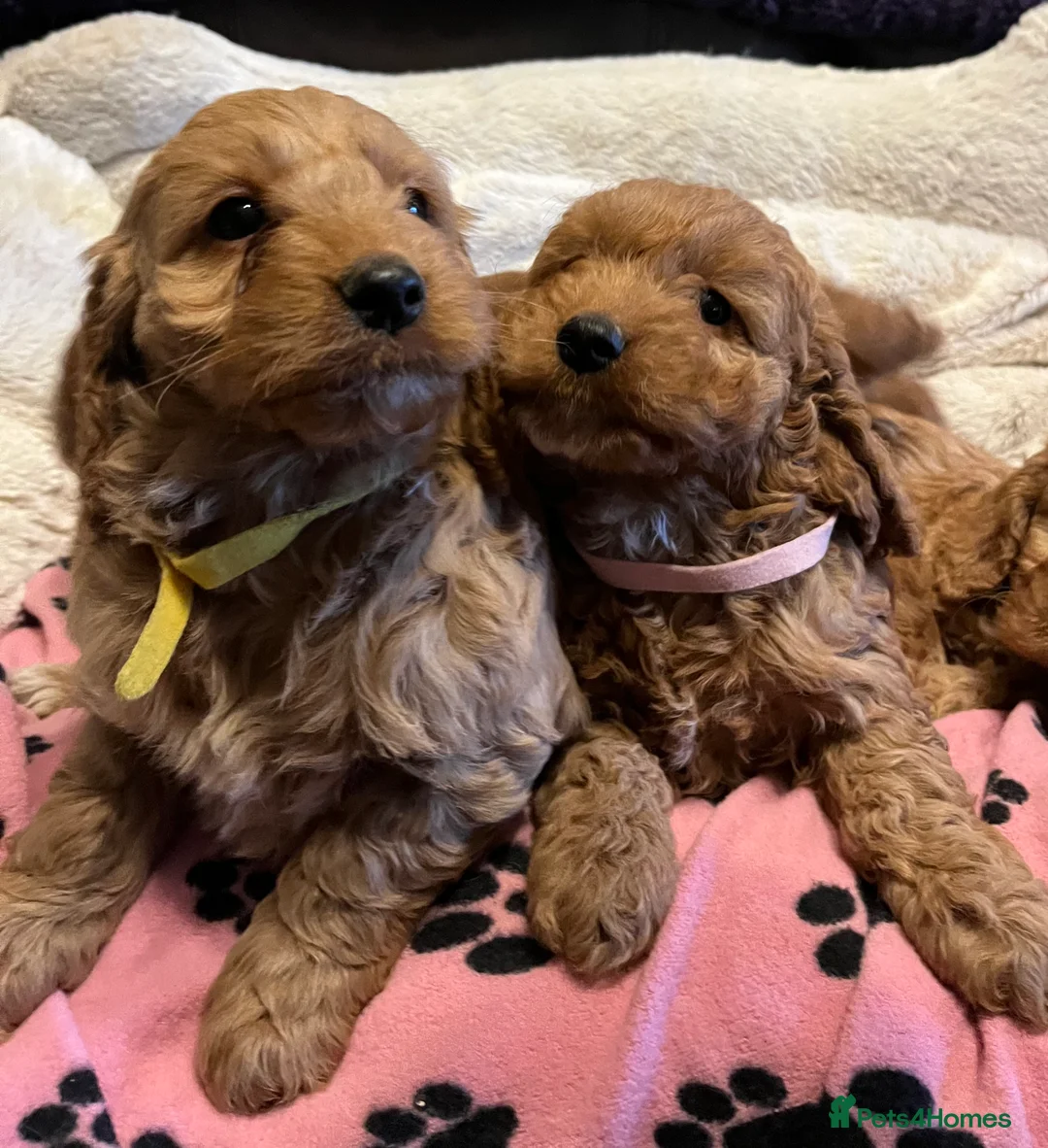 Cockapoo dogs for sale: Stunning cockapoo puppies  - Advert 17