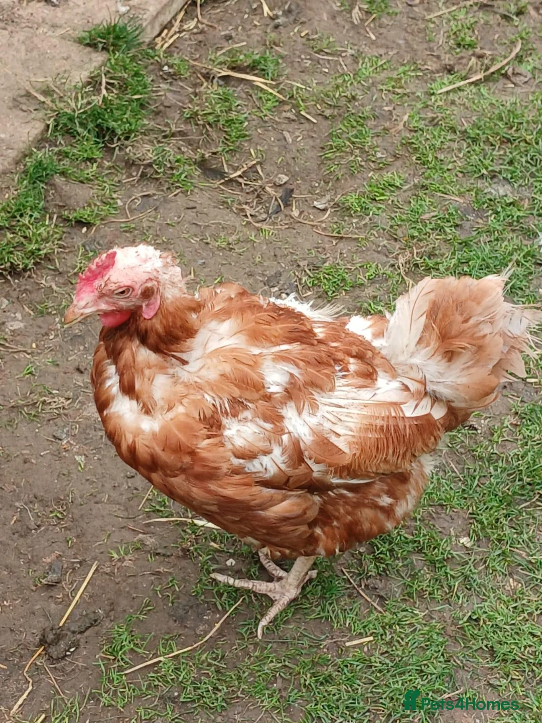 Hens poultry for sale: Backyard chickens - Advert 2