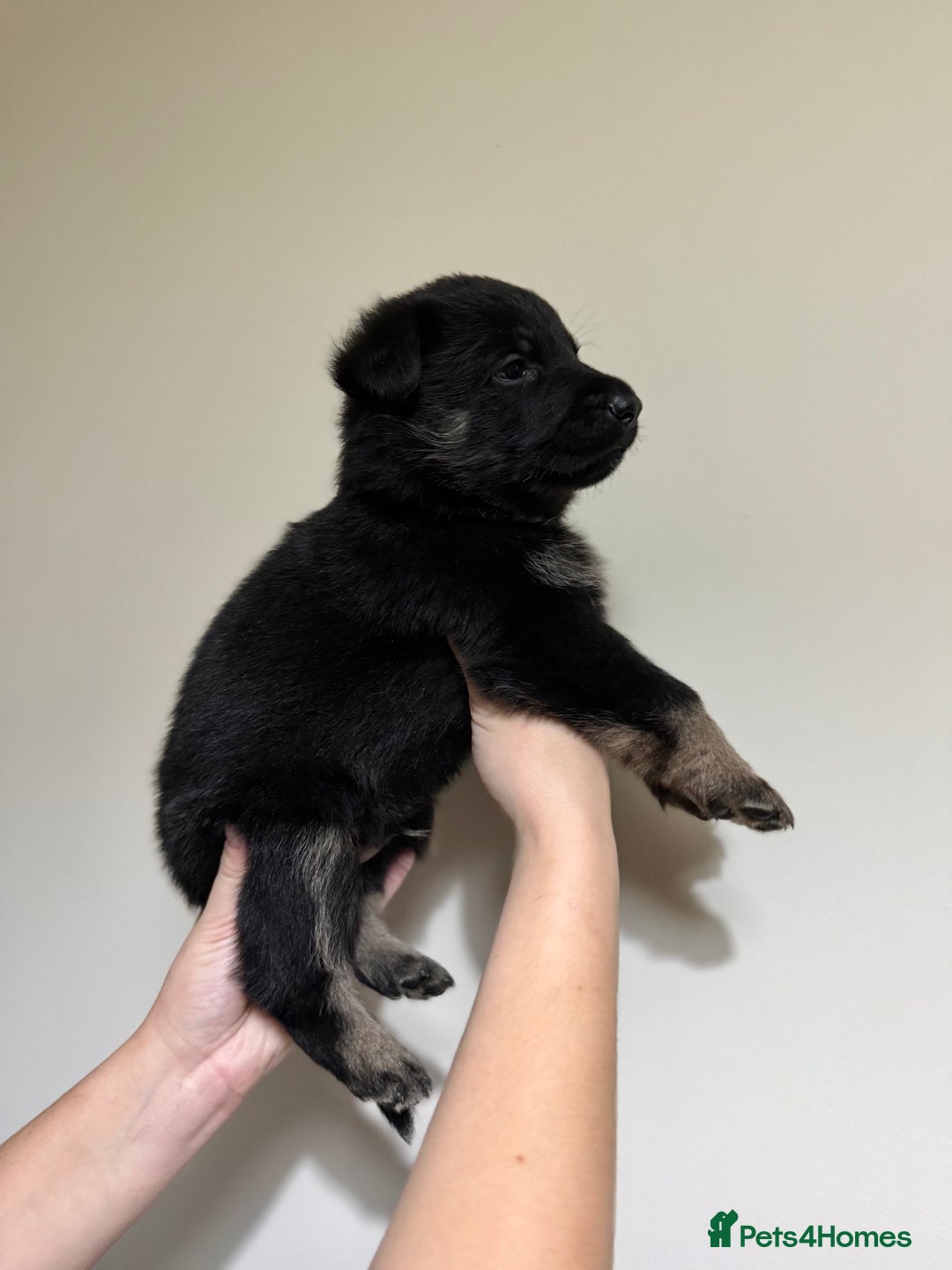 German Shepherd dogs for sale: Beautiful KC German Shepherd Puppies  - Advert 9