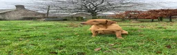 Labrador Retriever dogs for sale: KC reg working Fox Red Labradors puppies in Alnwick - Advert 5