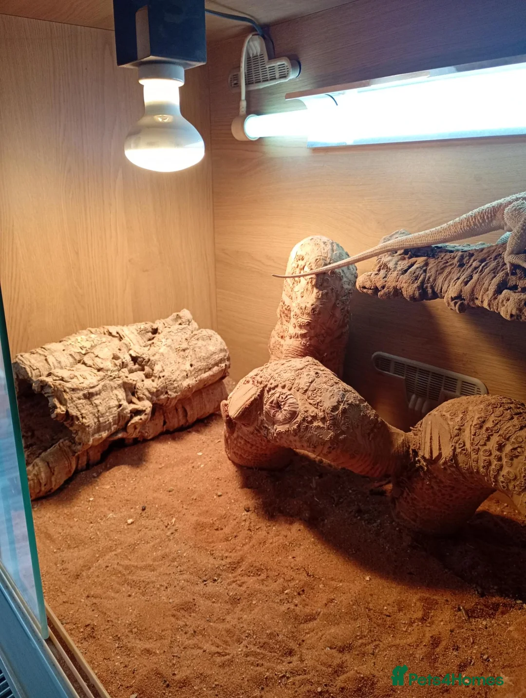 Bearded Dragon reptiles for sale: Rebels  in Cobham - Advert 5