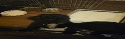 Poochon dogs for sale:  READY TO GO FULL INJECTION DONE poochon puppys  - Advert 9
