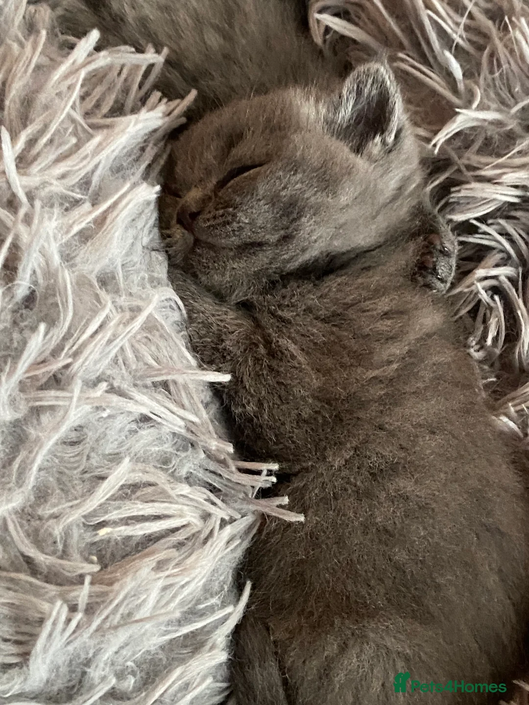 British Shorthair cats for sale: British shorthair kittens 3 boys and 2 girls  - Advert 2