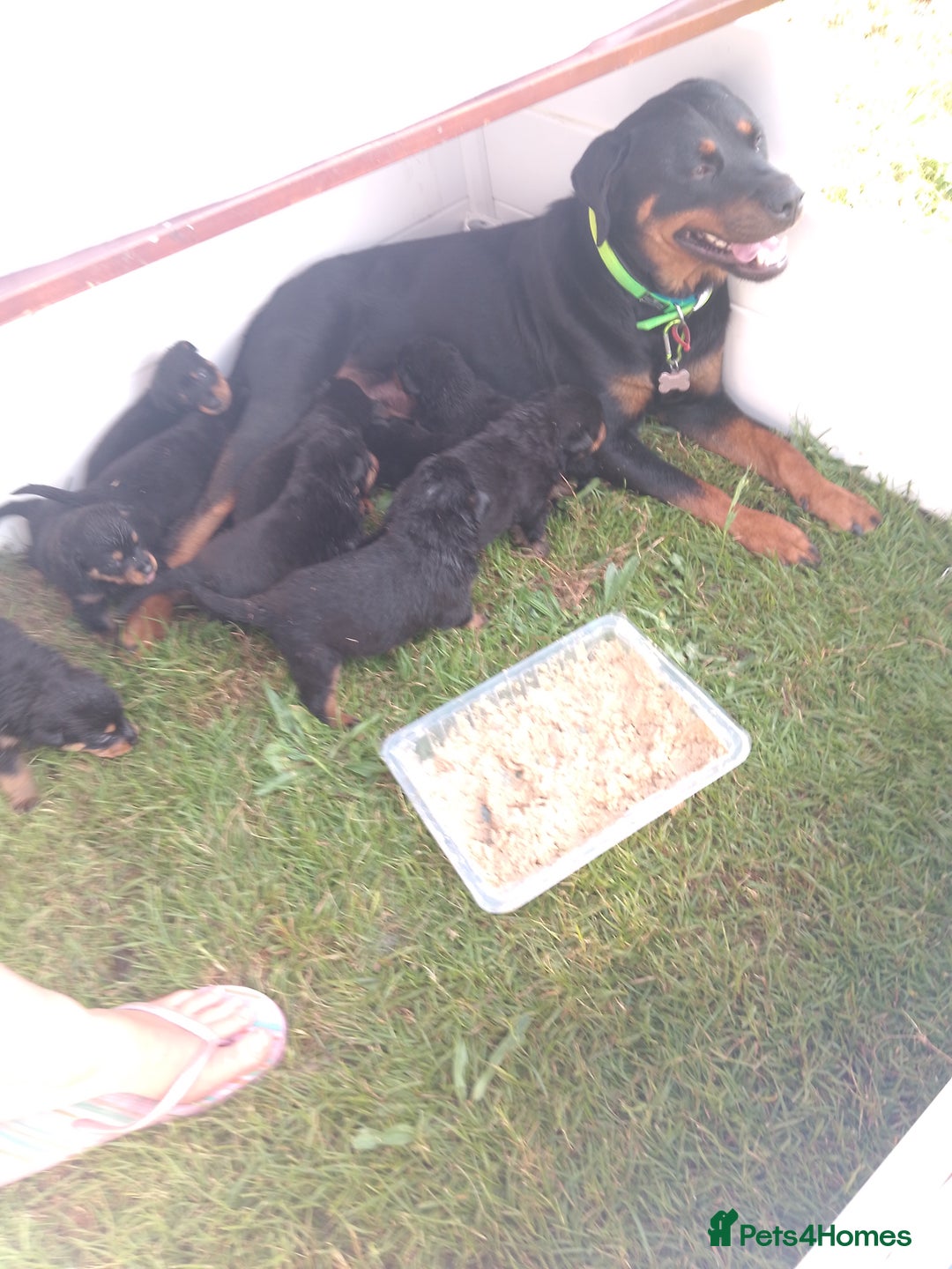 Rottweiler dogs for sale:  Rottweiler puppies needs a good home - Advert 5