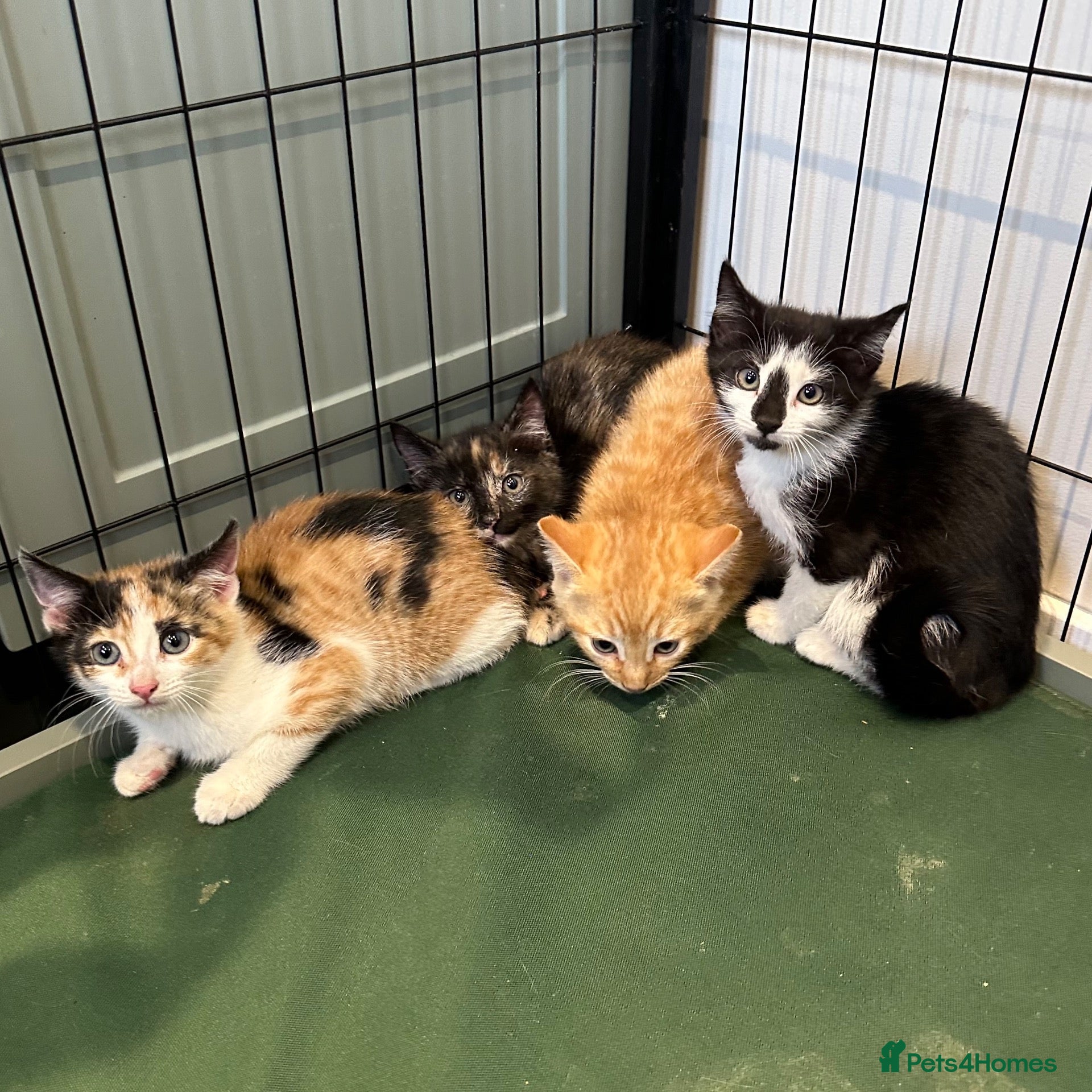 Mixed Breed cats Kittens - Advert 1