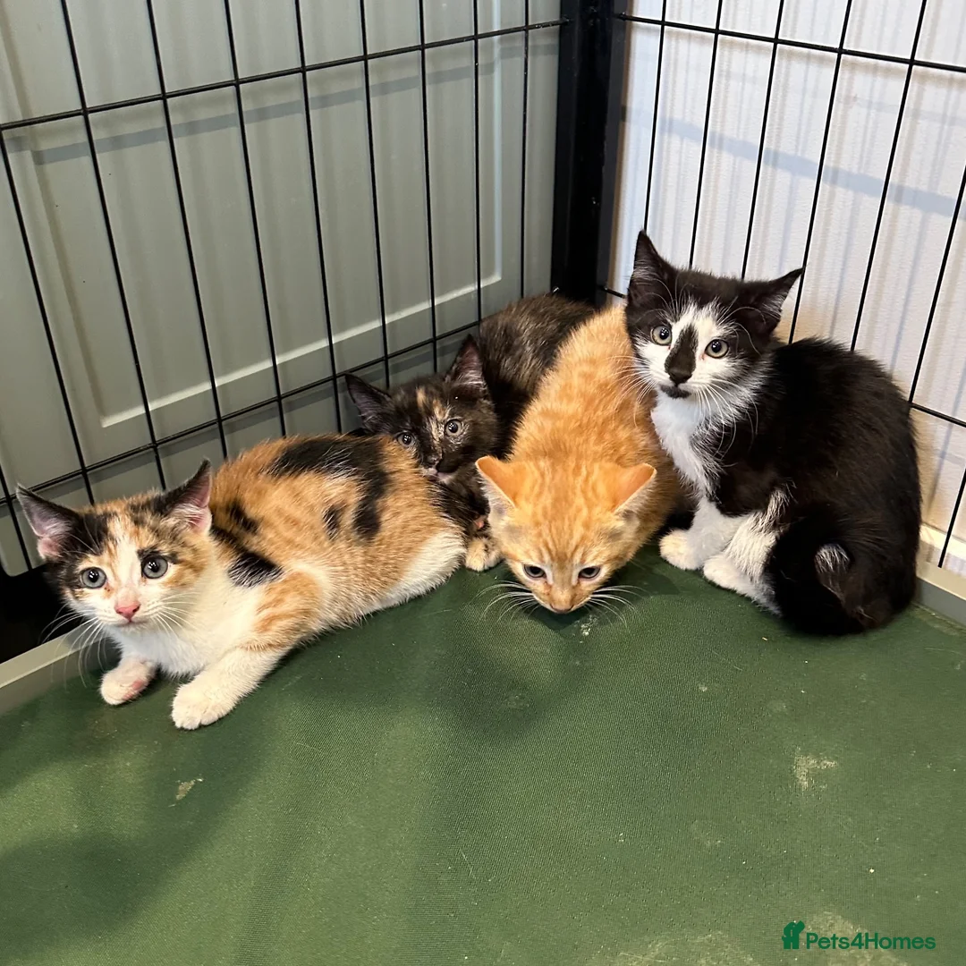 Mixed Breed cats for sale: Kittens - Advert 1