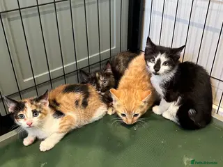 Mixed Breed cats Kittens - Advert 1
