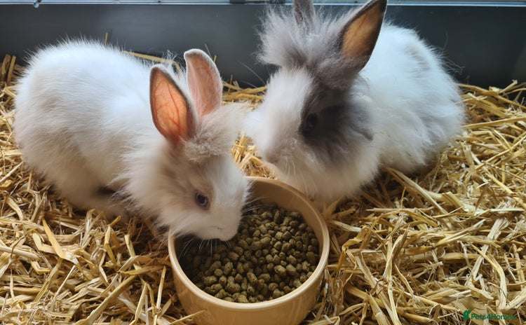 Lionhead rabbits - Advert 10
