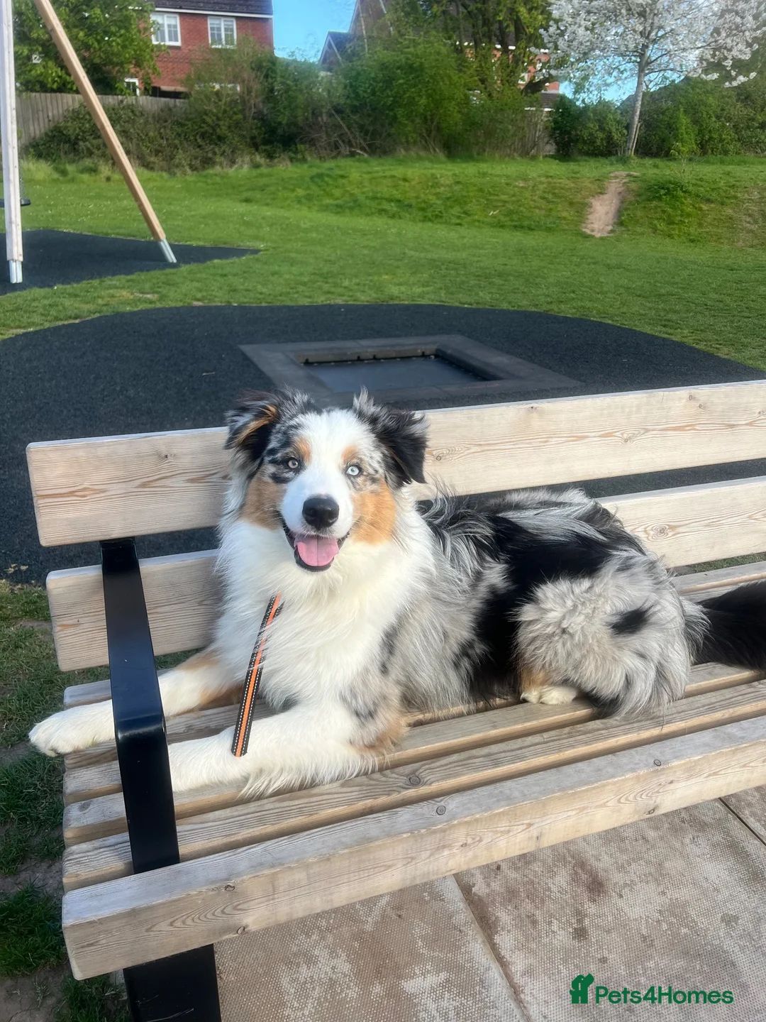 Australian Shepherd dogs for sale: 1 yr old Australian shepherd (Aussie) for sale - Advert 2