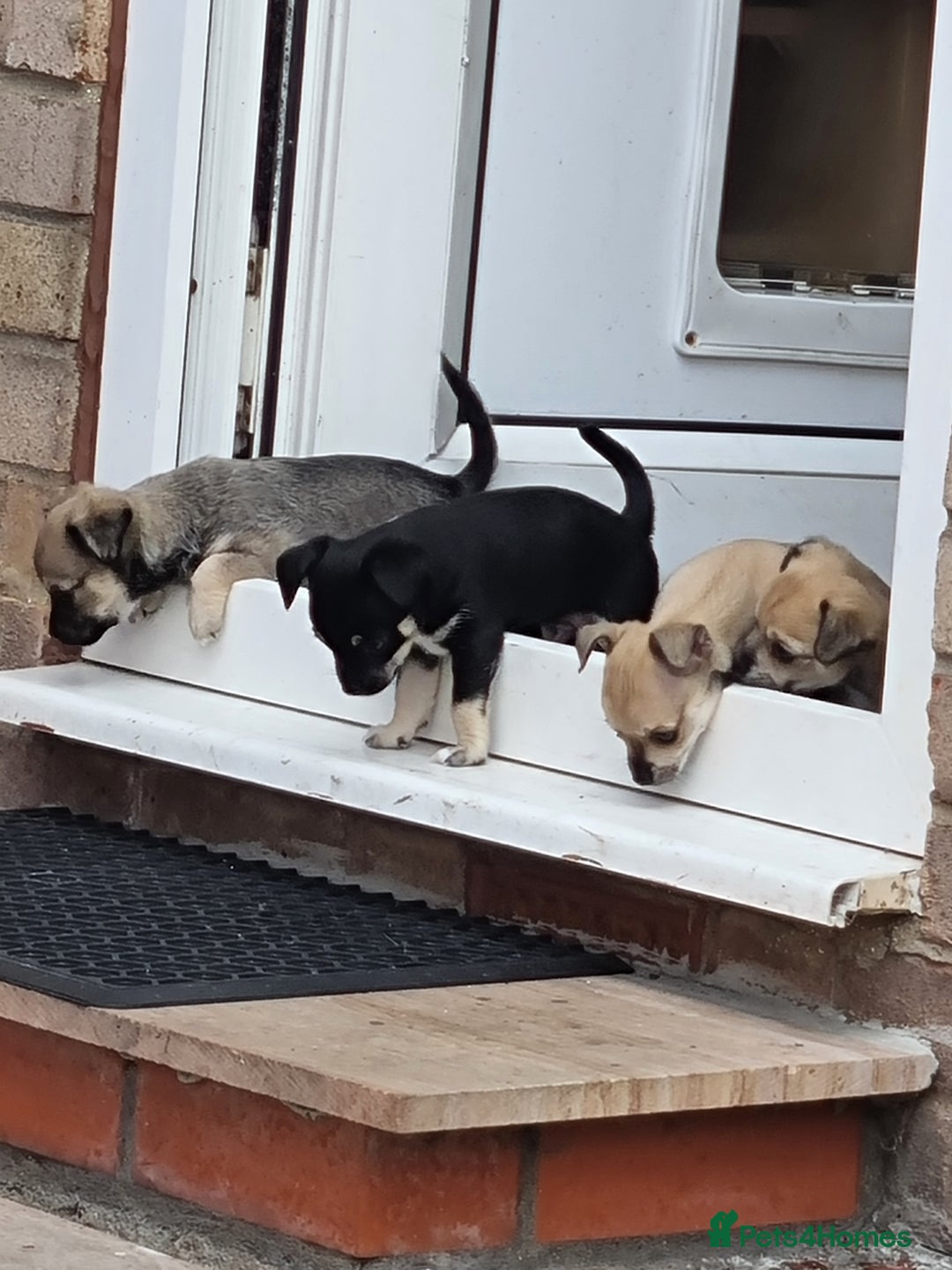Chihuahua dogs for sale: 5 chihuahua  - Image 3