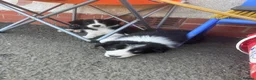 Border Collie dogs for sale: Male Border Collies - Advert 5
