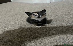 Mixed Breed cats for sale: Kittens - Image 2