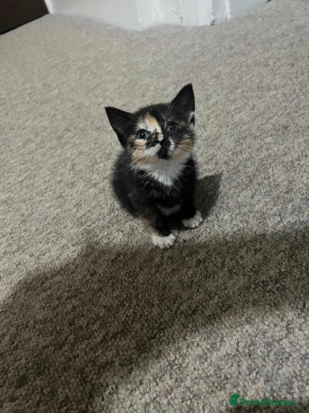 Mixed Breed cats for sale: Kittens - Image 2