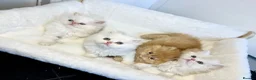 Persian cats for sale: BEAUTIFUL DOLL FACE FULL PERSIAN LONG HAIR KITTEN in Barnet - Advert 3