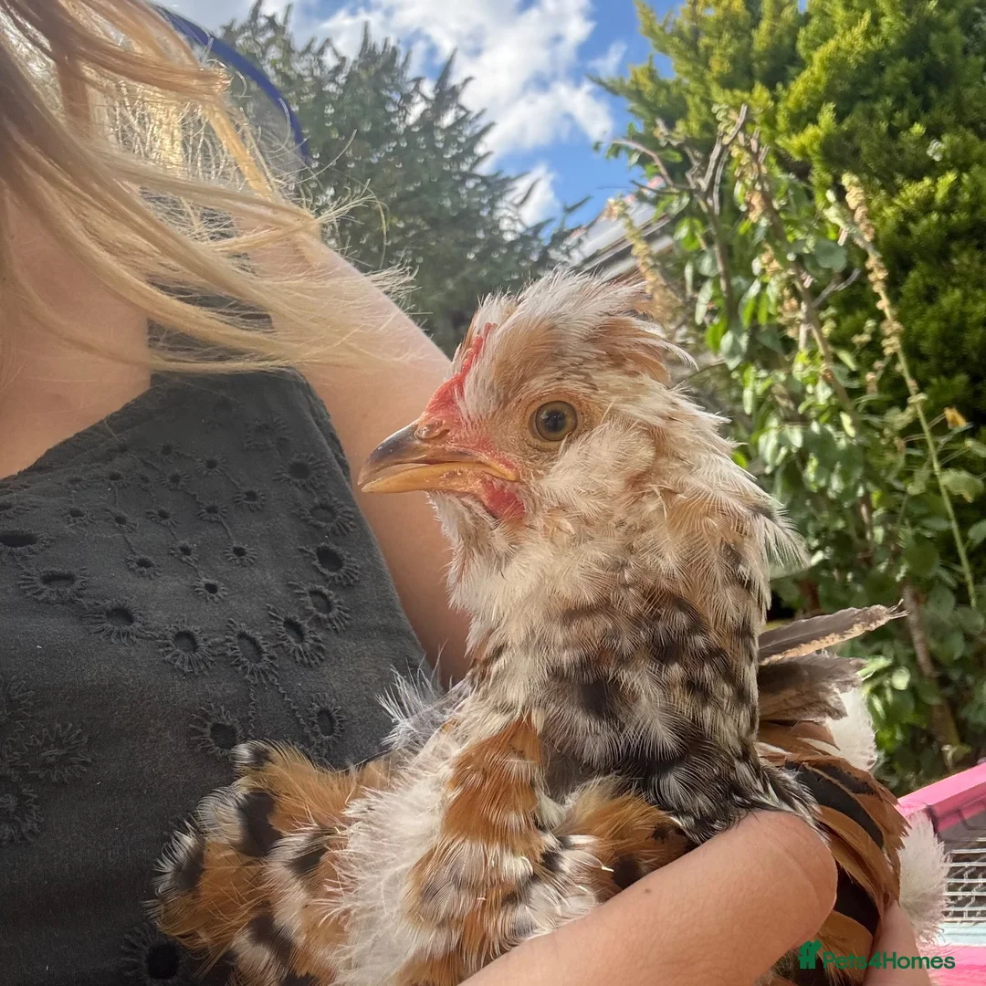 Chickens poultry for sale: Young bantam cockerels for rehome in Dereham - Advert 2