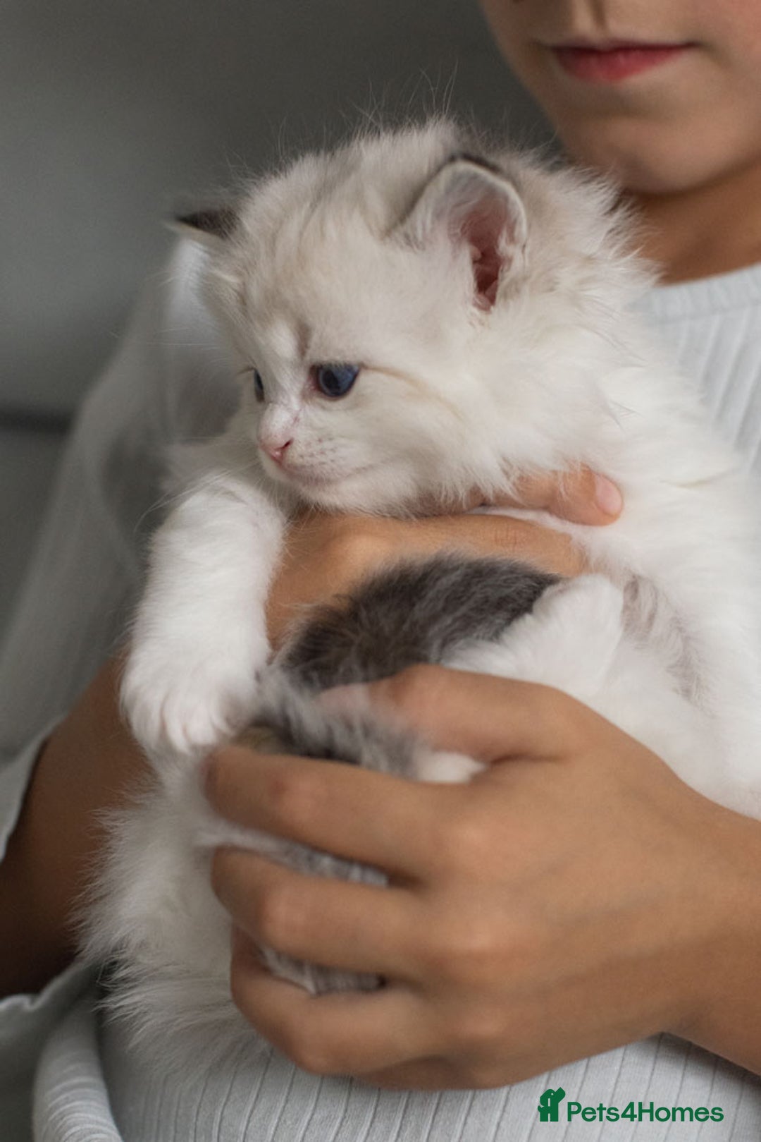 Ragdoll cats for sale: Best Ragdoll Bicolour and Lynx kittens in UK - Image 28