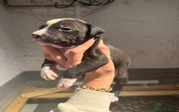 Staffordshire Bull Terrier dogs for sale: Staffordshire bull terrier pups - Image 6