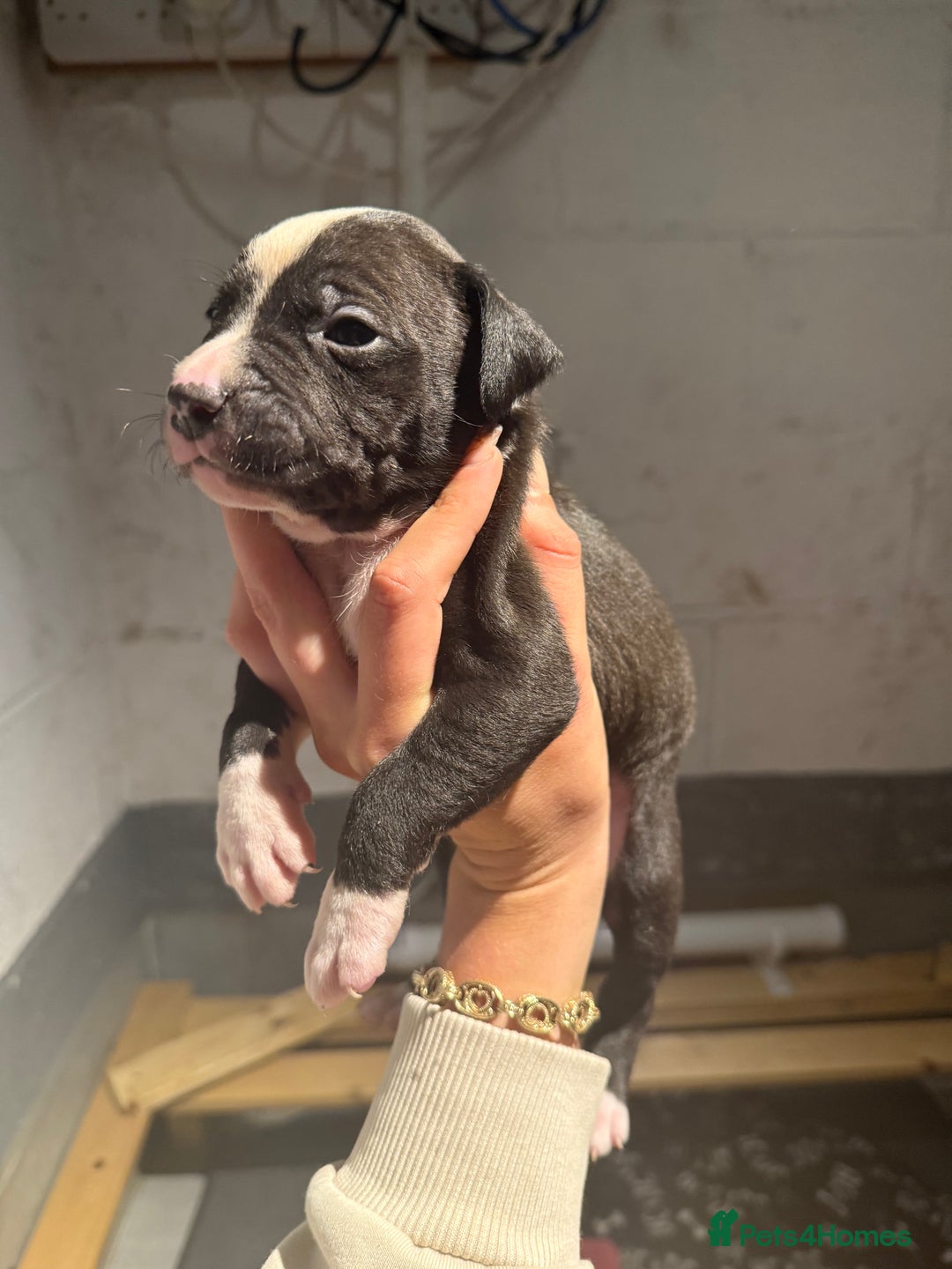 Staffordshire Bull Terrier dogs for sale: Staffordshire bull terrier pups - Image 6