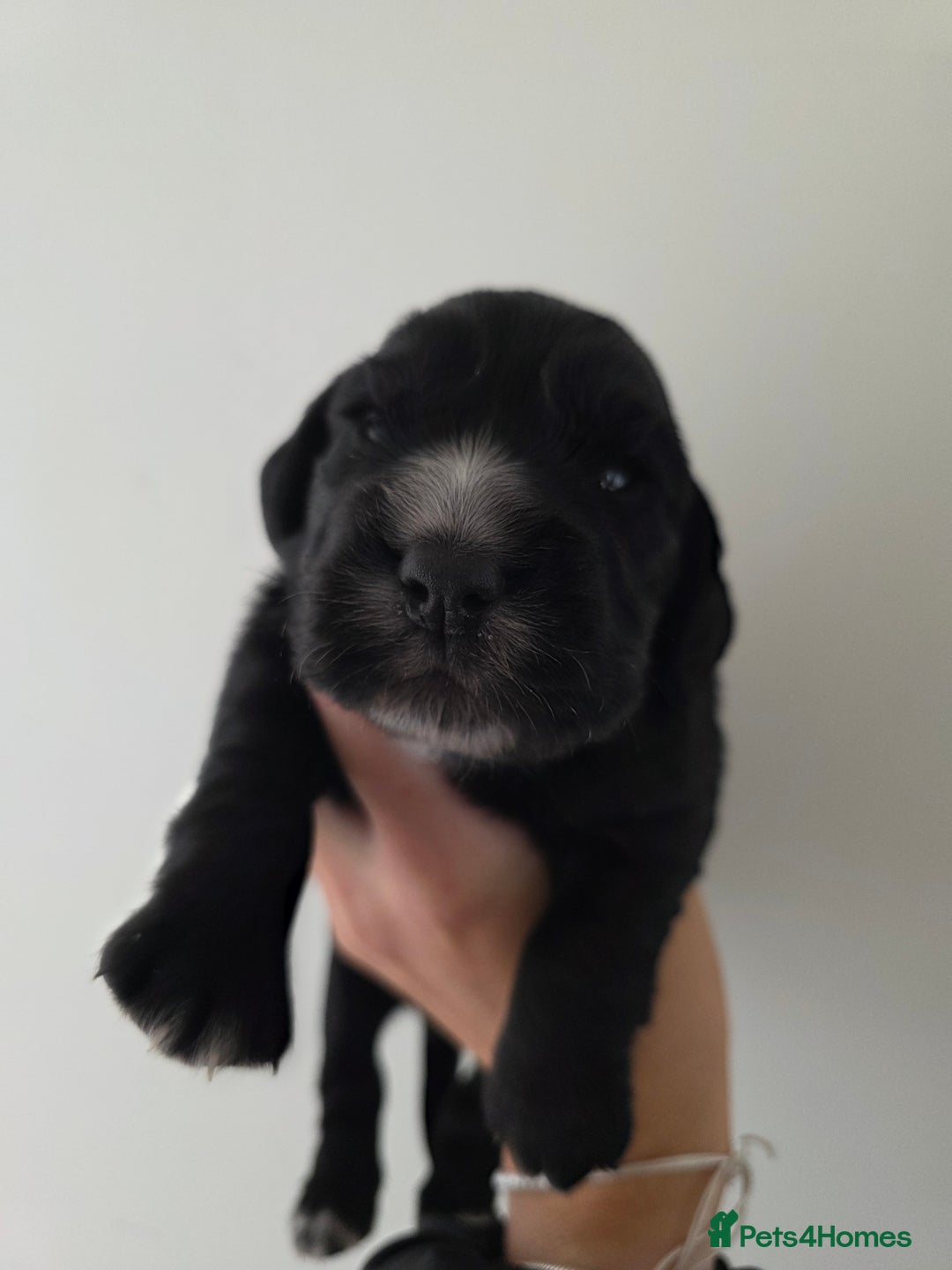 Cocker Spaniel dogs for sale: Working cocker Spaniel puppies KC registered  - Image 21
