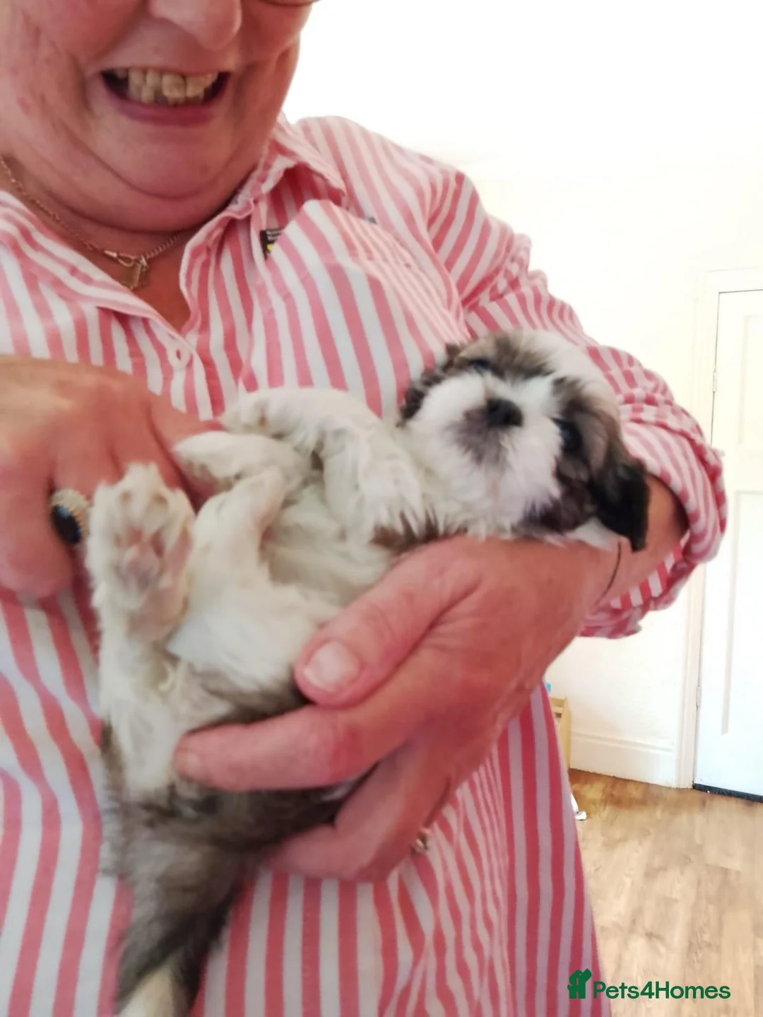 Shih Tzu dogs for sale: Pure-Bred Shih Tsu puppies  - Advert 2