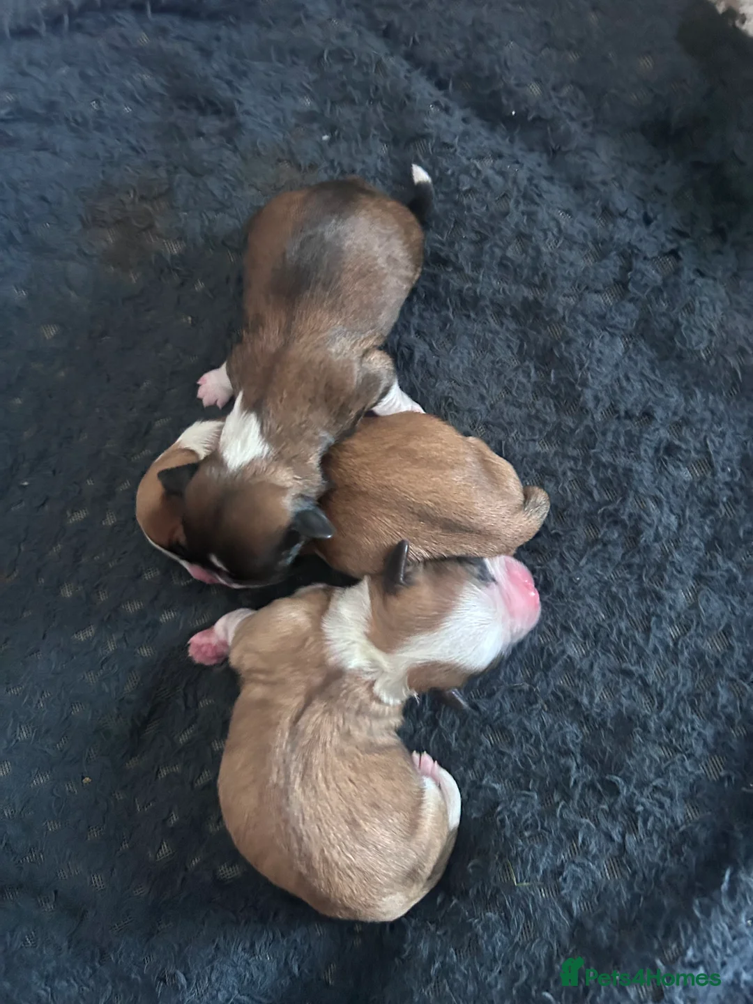 Shih Tzu dogs for stud: Pure breed male shih tzu stud  in Milton Keynes - Advert 15