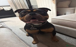 Mixed Breed dogs for stud: Pocket bully for stud  - Image 8