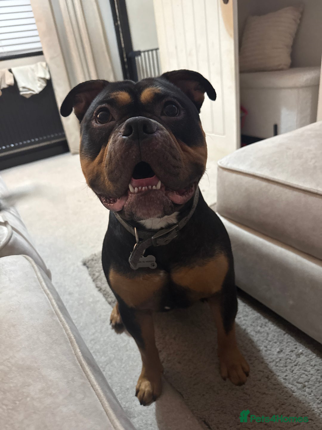 Mixed Breed dogs for stud: Pocket bully for stud  - Image 8