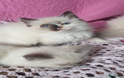 Ragdoll cats for sale: 💗Beautiful GCCF Registered Ragdoll Kittens. - Image 15
