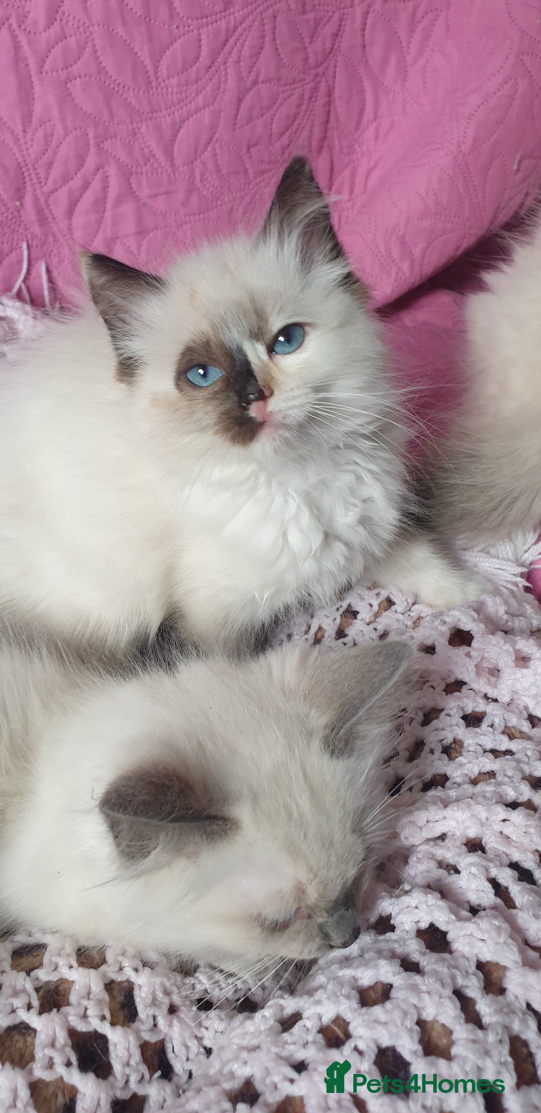 Ragdoll cats for sale: 💗Beautiful GCCF Registered Ragdoll Kittens. - Image 15