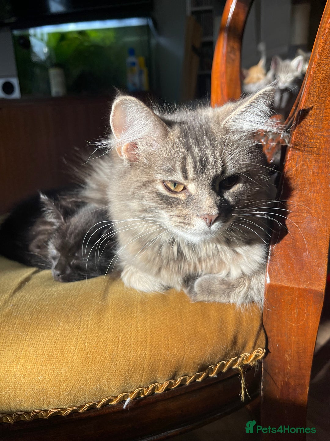British Longhair cats for sale: Adult long hair cats - Image 4