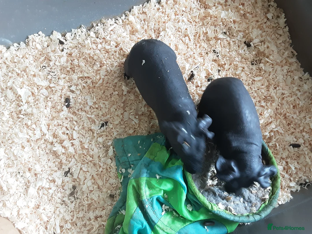 Guinea Pig rodents for sale: 3 male skinny pigs  - Advert 4