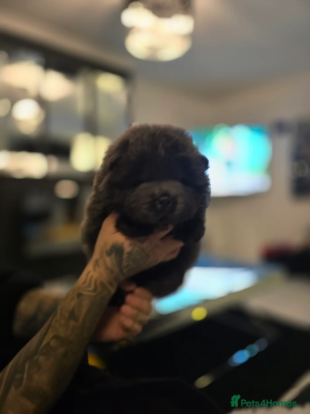 Chow Chow dogs for sale: Stunning babies  - Advert 8