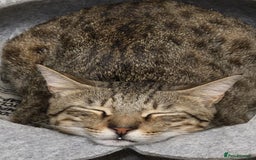 Mixed Breed cats for adoption: Hiyori & Ollie - beautiful pair - Image 3