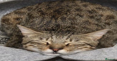 Mixed Breed cats - Advert 8