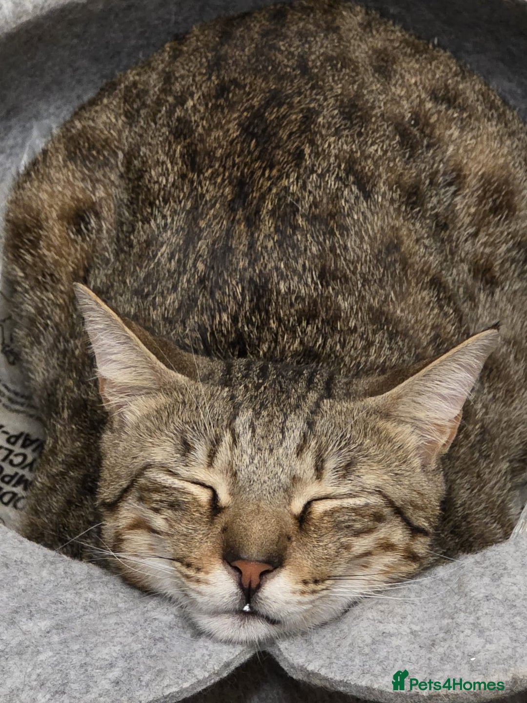 Mixed Breed cats for adoption: Hiyori & Ollie - beautiful pair - Image 3