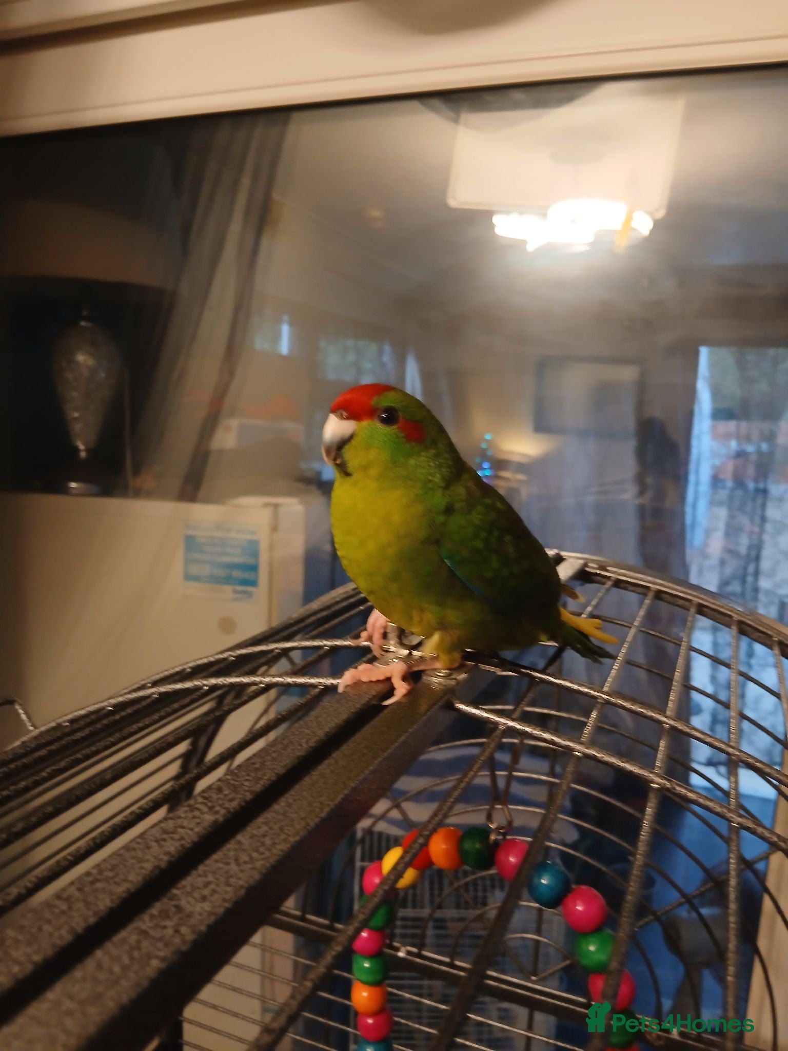 Mixed Breed birds Young kakariki - Advert 23